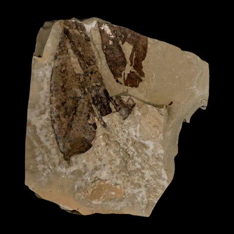 0.4" Fossil Robber Fly Insect Green River FM Uintah County Utah Eocene Age