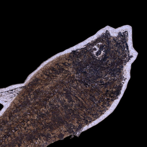 5.8" Diplomystus Dentatus Fossil Fish Green River FM WY Eocene Age COA, Stand - Fossil Age Minerals