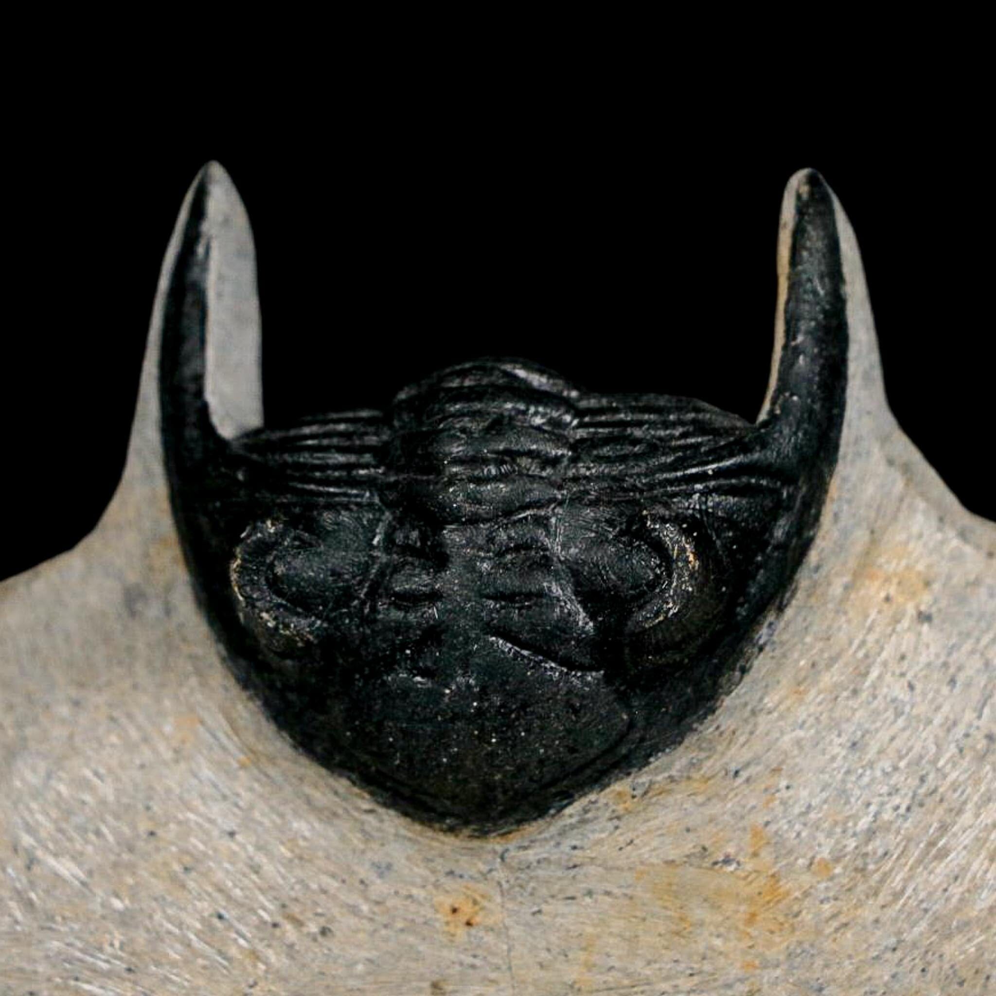 2.7" Metacanthina Issoumourensis Trilobite Fossil Devonian Age 400 Mil Yrs Old COA - Fossil Age Minerals