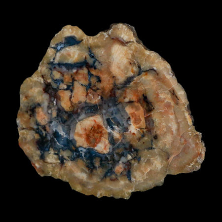 4.3" Dinosaur Coprolite Fossil Polished Slab Specimen Poop Dung Harry Mountain Utah