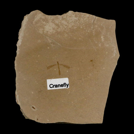 0.6" Fossil Crane Fly Insect Green River FM Uintah County Utah Eocene Age