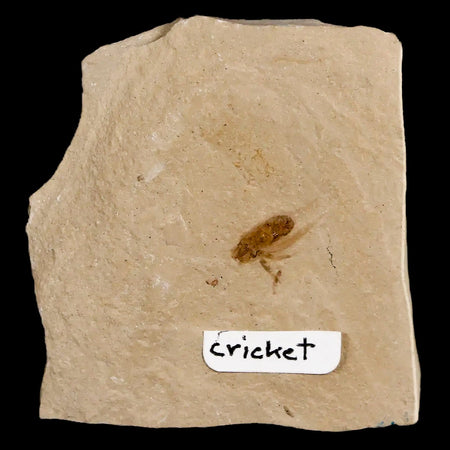 0.4" Detailed Fossil Flying Cricket Insect Green River FM Uintah County UT Eocene Age