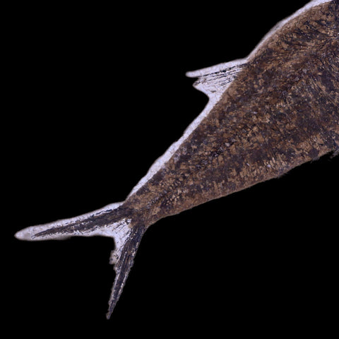 5.8" Diplomystus Dentatus Fossil Fish Green River FM WY Eocene Age COA, Stand - Fossil Age Minerals
