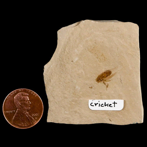 0.4" Detailed Fossil Flying Cricket Insect Green River FM Uintah County UT Eocene Age - Fossil Age Minerals