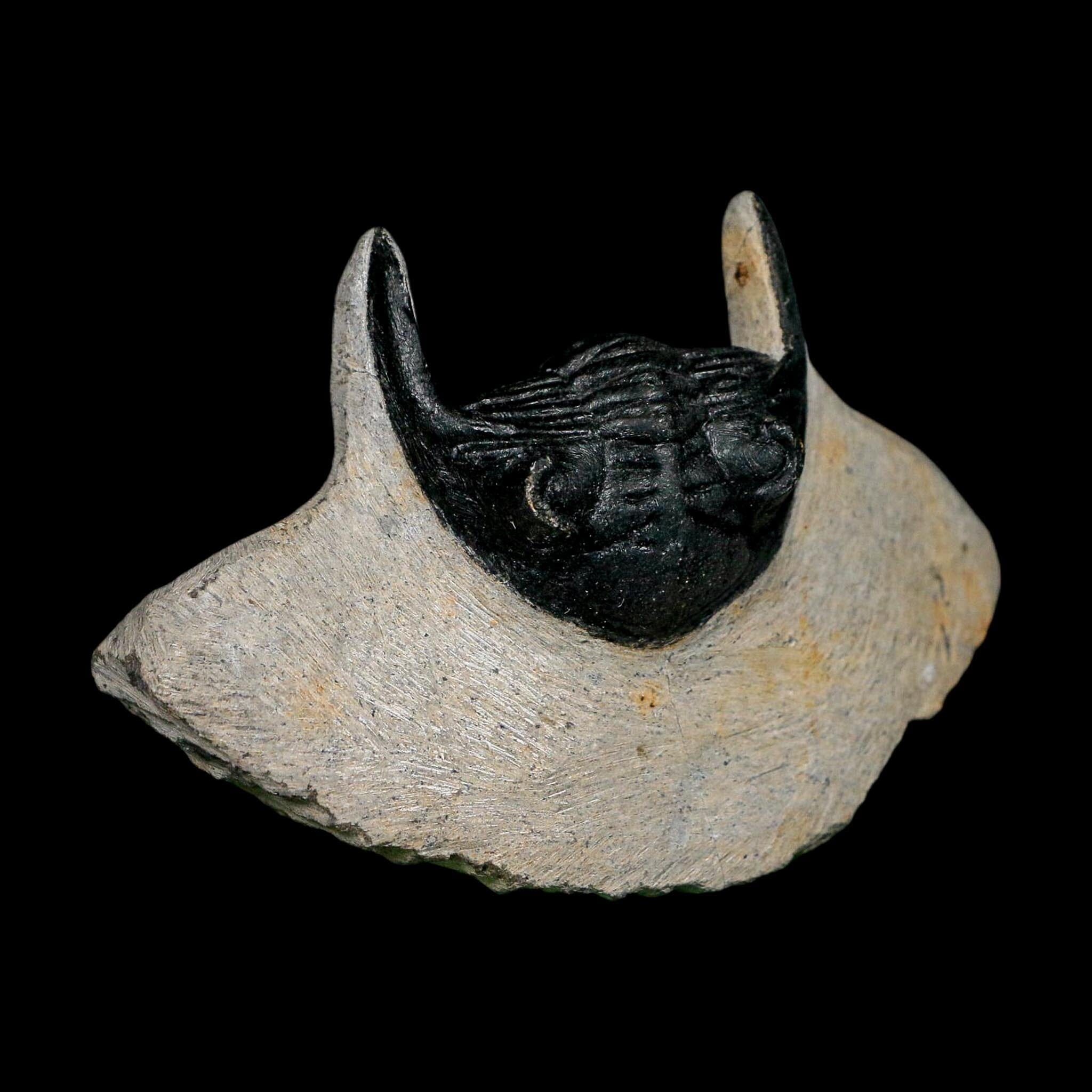 2.7" Metacanthina Issoumourensis Trilobite Fossil Devonian Age 400 Mil Yrs Old COA - Fossil Age Minerals