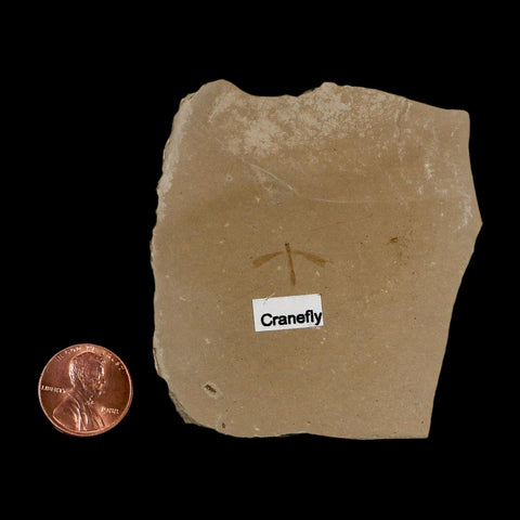 0.6" Fossil Crane Fly Insect Green River FM Uintah County Utah Eocene Age