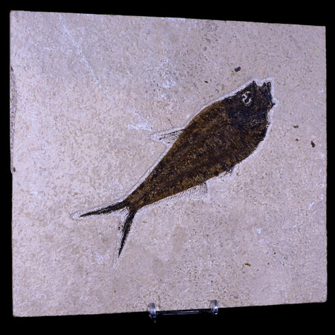 5.8" Diplomystus Dentatus Fossil Fish Green River FM WY Eocene Age COA, Stand - Fossil Age Minerals