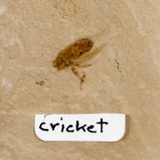 0.4" Detailed Fossil Flying Cricket Insect Green River FM Uintah County UT Eocene Age