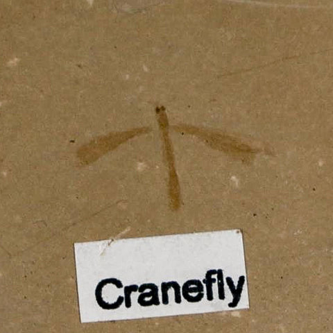 0.6" Fossil Crane Fly Insect Green River FM Uintah County Utah Eocene Age