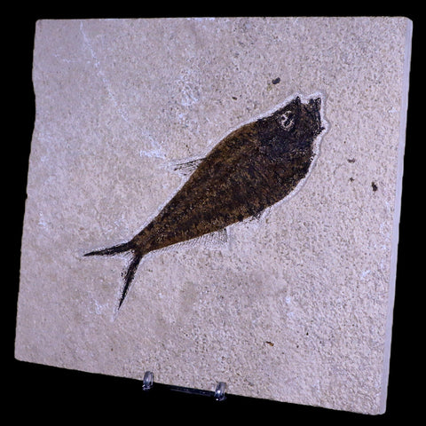 5.8" Diplomystus Dentatus Fossil Fish Green River FM WY Eocene Age COA, Stand - Fossil Age Minerals
