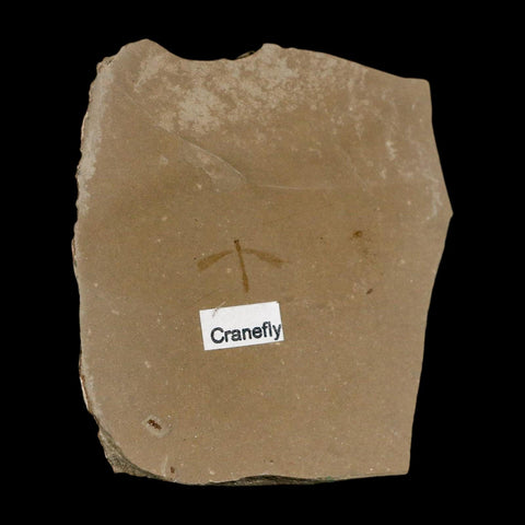 0.6" Fossil Crane Fly Insect Green River FM Uintah County Utah Eocene Age