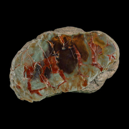 4.1" Dinosaur Coprolite Fossil Polished Slab Specimen Poop Dung Harry Mountain Utah