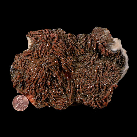 5.3" Sparkly Red Vanadinite Crystals Black Barite Blades Mineral Mabladen Morocco - Fossil Age Minerals