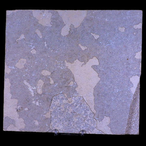 5.8" Diplomystus Dentatus Fossil Fish Green River FM WY Eocene Age COA, Stand - Fossil Age Minerals