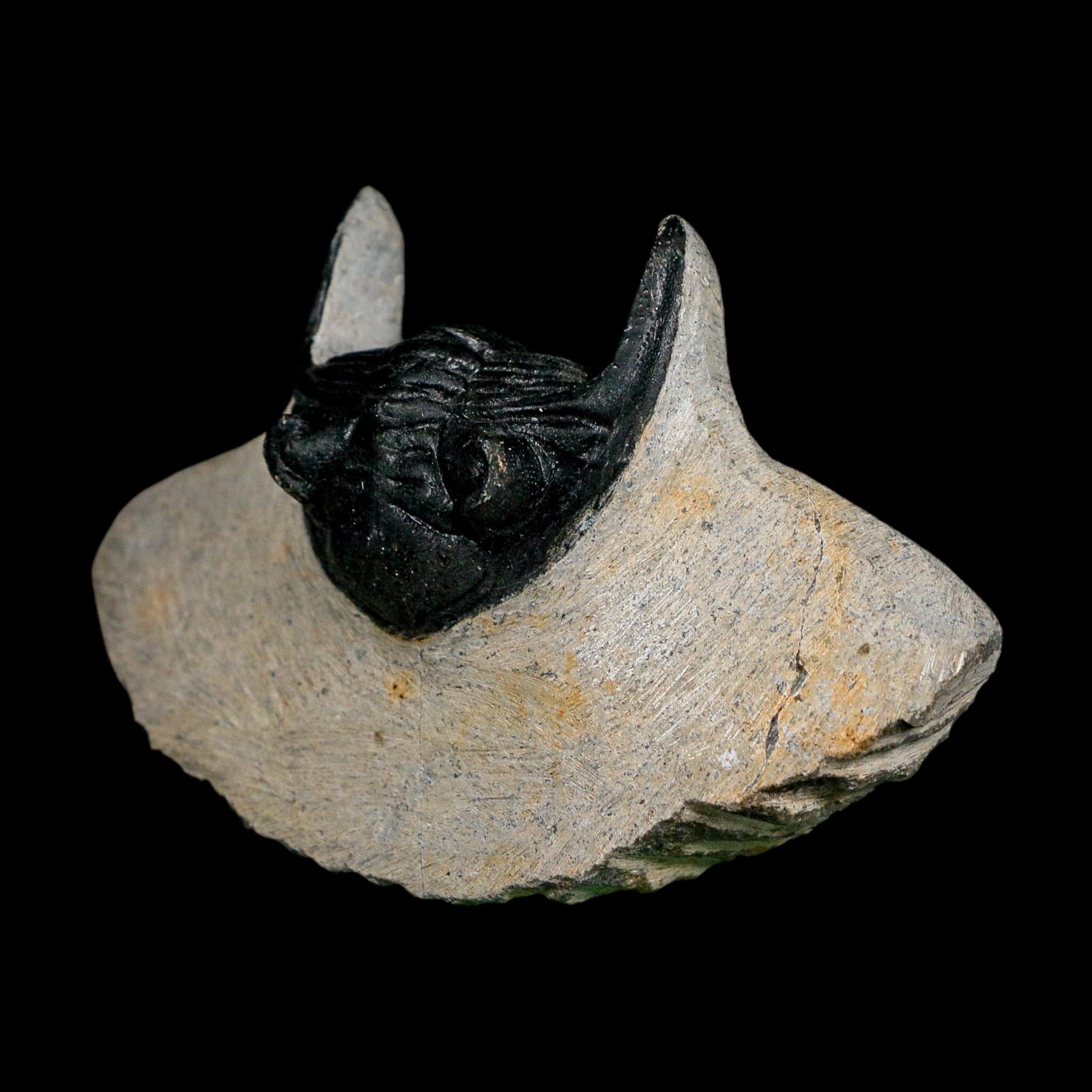 2.7" Metacanthina Issoumourensis Trilobite Fossil Devonian Age 400 Mil Yrs Old COA - Fossil Age Minerals