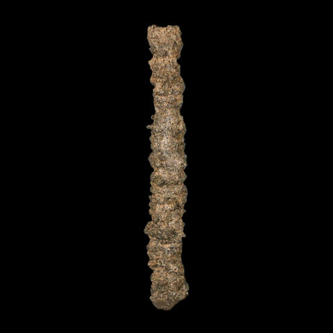 3.3" Fulgurite Petrified Lighting Strike Glass Sahara Desert Algeria - Fossil Age Minerals