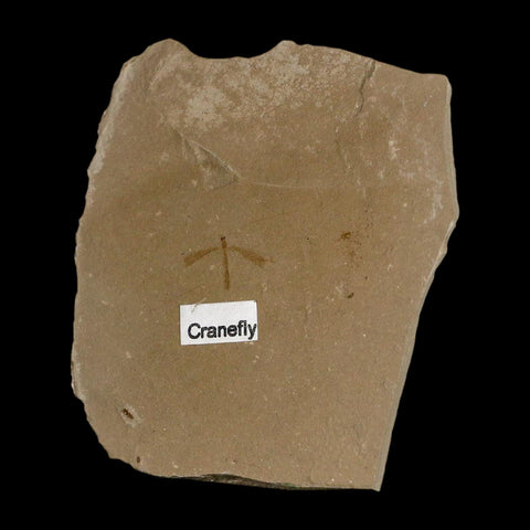 0.6" Fossil Crane Fly Insect Green River FM Uintah County Utah Eocene Age