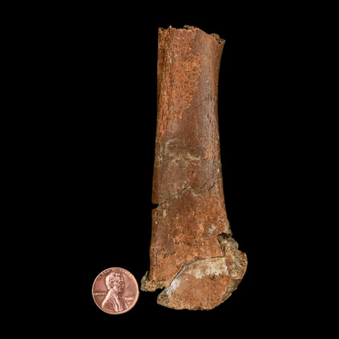 4.3" Edmontosaurus Fossil Femur Bone Lance Creek FM Cretaceous Dinosaur WY COA - Fossil Age Minerals