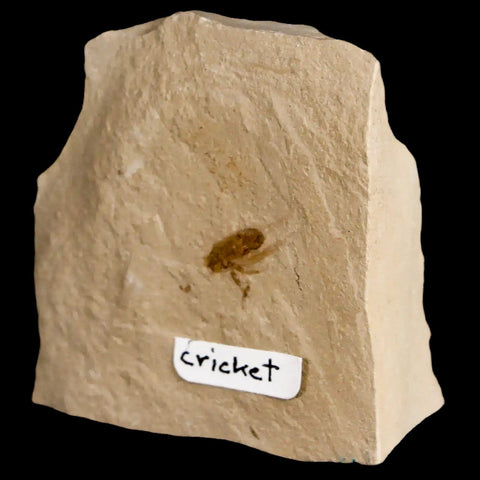 0.4" Detailed Fossil Flying Cricket Insect Green River FM Uintah County UT Eocene Age - Fossil Age Minerals