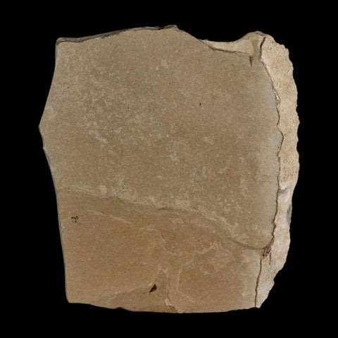 0.6" Fossil Crane Fly Insect Green River FM Uintah County Utah Eocene Age