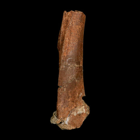 4.3" Edmontosaurus Fossil Femur Bone Lance Creek FM Cretaceous Dinosaur WY COA - Fossil Age Minerals
