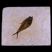 4.6" Diplomystus Dentatus Fossil Fish Green River FM WY Eocene Age COA, Stand