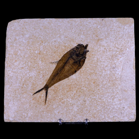 4.6" Diplomystus Dentatus Fossil Fish Green River FM WY Eocene Age COA, Stand - Fossil Age Minerals