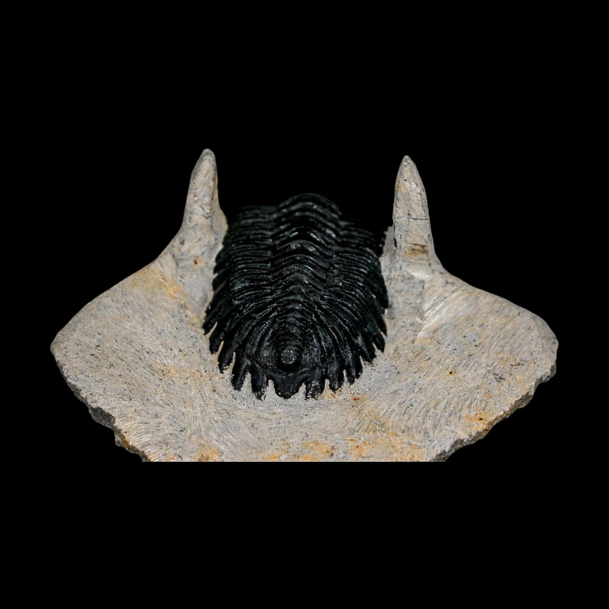 2.7" Metacanthina Issoumourensis Trilobite Fossil Devonian Age 400 Mil Yrs Old COA - Fossil Age Minerals