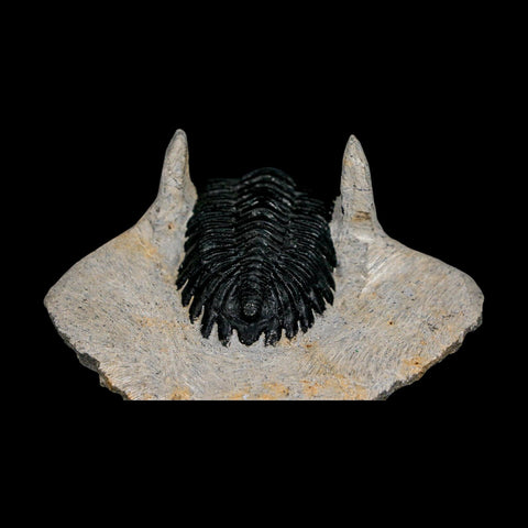 2.7" Metacanthina Issoumourensis Trilobite Fossil Devonian Age 400 Mil Yrs Old COA