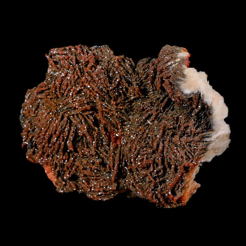 5.3" Sparkly Red Vanadinite Crystals Black Barite Blades Mineral Mabladen Morocco - Fossil Age Minerals