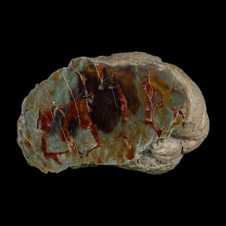 4.1" Dinosaur Coprolite Fossil Polished Slab Specimen Poop Dung Harry Mountain Utah