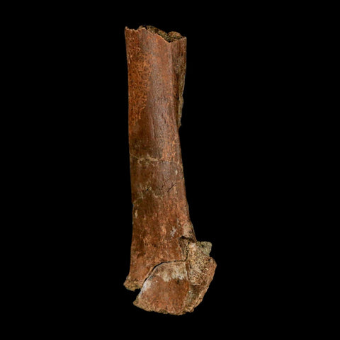 4.3" Edmontosaurus Fossil Femur Bone Lance Creek FM Cretaceous Dinosaur WY COA - Fossil Age Minerals