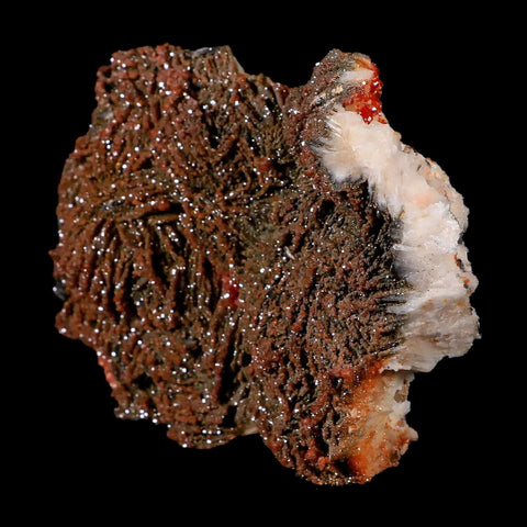 5.3" Sparkly Red Vanadinite Crystals Black Barite Blades Mineral Mabladen Morocco - Fossil Age Minerals