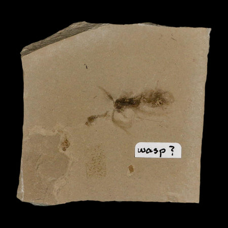 1" Detailed Fossil Flying Wasp Insect Green River FM Uintah County UT Eocene Age