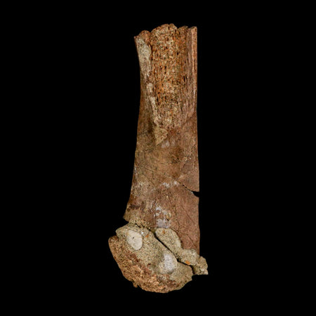 4.3" Edmontosaurus Fossil Femur Bone Lance Creek FM Cretaceous Dinosaur WY COA