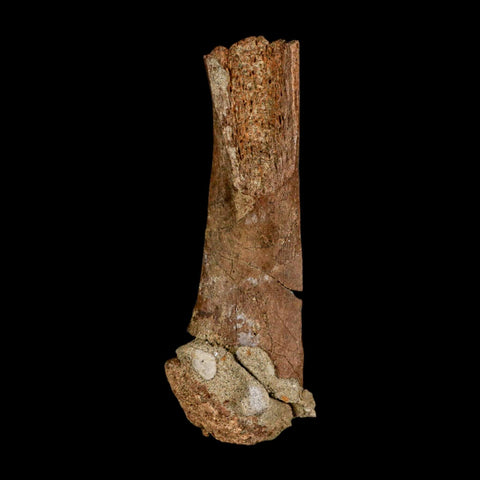 4.3" Edmontosaurus Fossil Femur Bone Lance Creek FM Cretaceous Dinosaur WY COA - Fossil Age Minerals