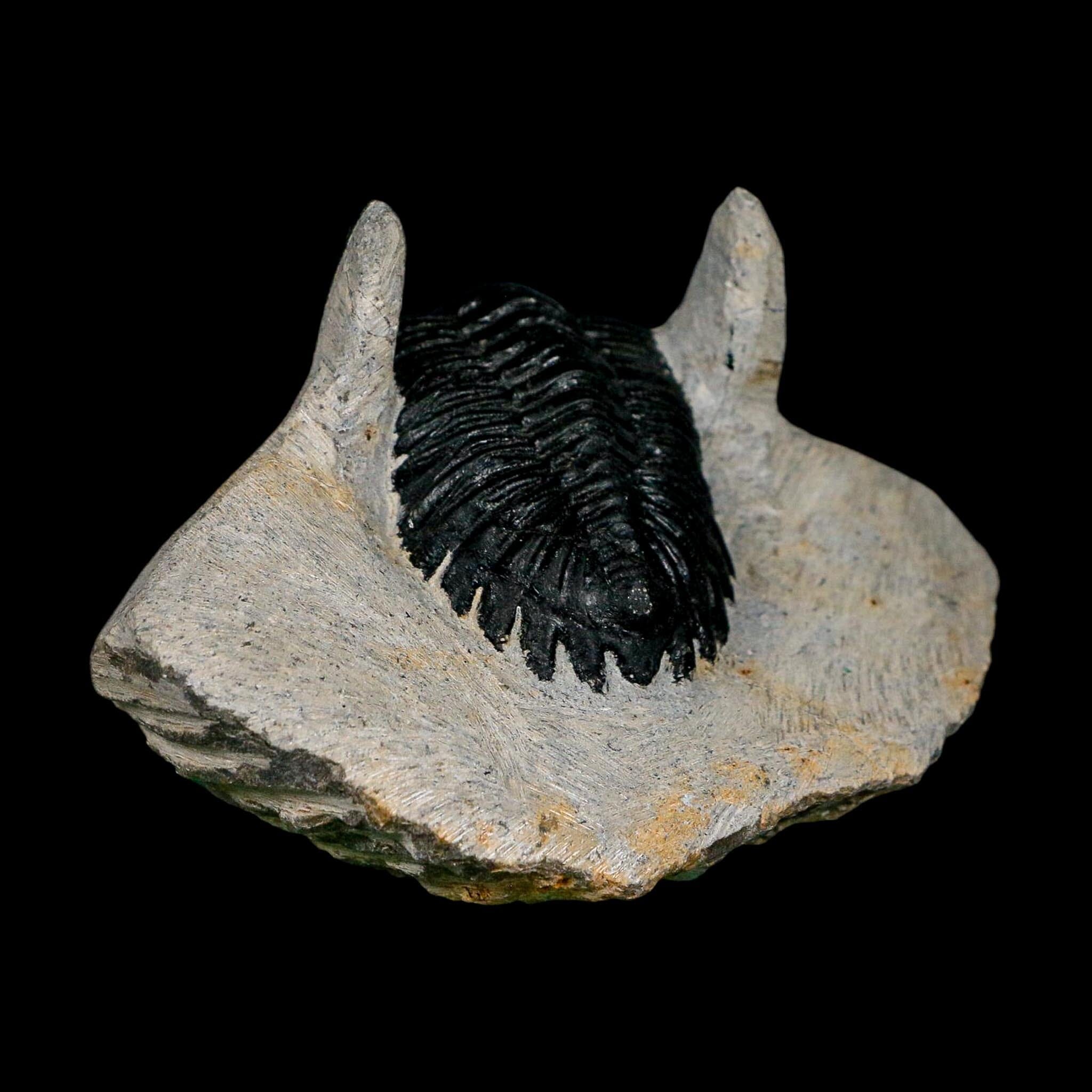 2.7" Metacanthina Issoumourensis Trilobite Fossil Devonian Age 400 Mil Yrs Old COA - Fossil Age Minerals