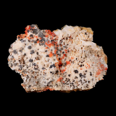 5.3" Sparkly Red Vanadinite Crystals Black Barite Blades Mineral Mabladen Morocco - Fossil Age Minerals
