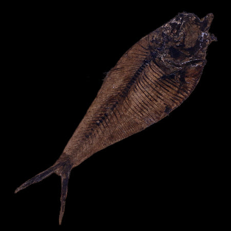 4.6" Diplomystus Dentatus Fossil Fish Green River FM WY Eocene Age COA, Stand