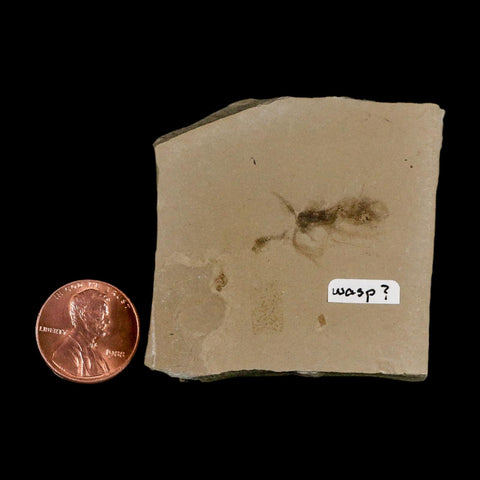 1" Detailed Fossil Flying Wasp Insect Green River FM Uintah County UT Eocene Age