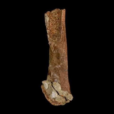 4.3" Edmontosaurus Fossil Femur Bone Lance Creek FM Cretaceous Dinosaur WY COA - Fossil Age Minerals