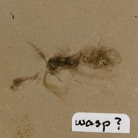 1" Detailed Fossil Flying Wasp Insect Green River FM Uintah County UT Eocene Age