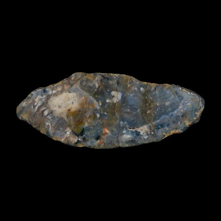 8.5" Dinosaur Coprolite Fossil Polished Slab Specimen Poop Dung Harry Mountain Utah