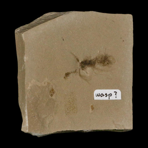 1" Detailed Fossil Flying Wasp Insect Green River FM Uintah County UT Eocene Age