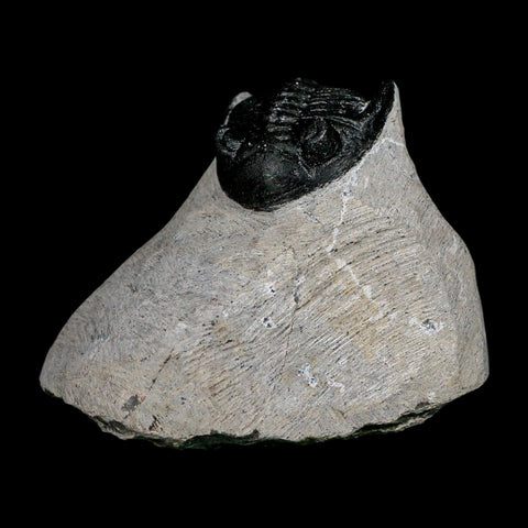 2.3" Metacanthina Issoumourensis Trilobite Fossil Devonian Age 400 Mil Yrs Old COA