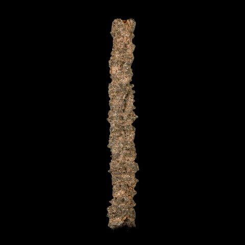 3.3" Fulgurite Petrified Lighting Strike Glass Sahara Desert Algeria - Fossil Age Minerals