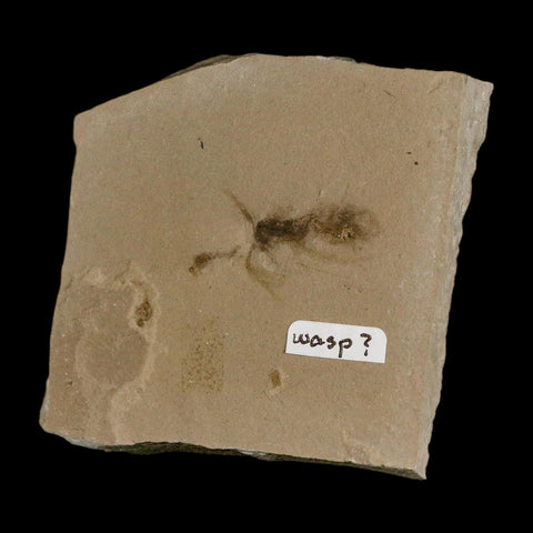 1" Detailed Fossil Flying Wasp Insect Green River FM Uintah County UT Eocene Age