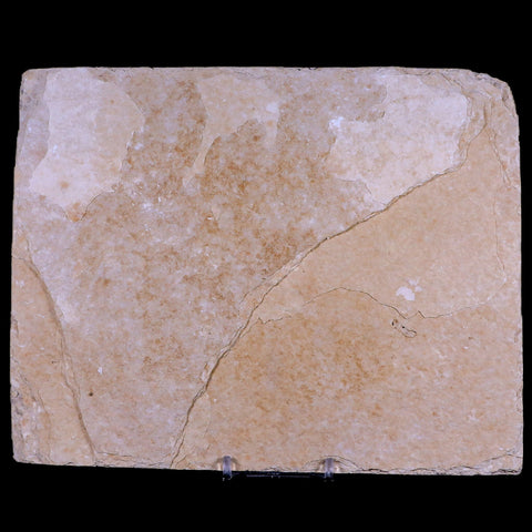 4.6" Diplomystus Dentatus Fossil Fish Green River FM WY Eocene Age COA, Stand - Fossil Age Minerals