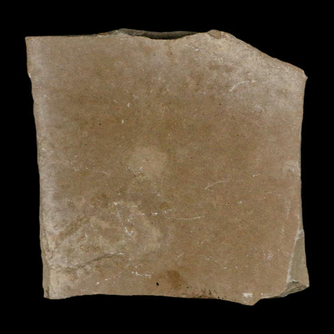 1" Detailed Fossil Flying Wasp Insect Green River FM Uintah County UT Eocene Age