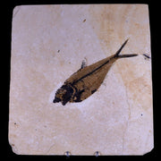 5.4" Diplomystus Dentatus Fossil Fish Green River FM WY Eocene Age COA, Stand